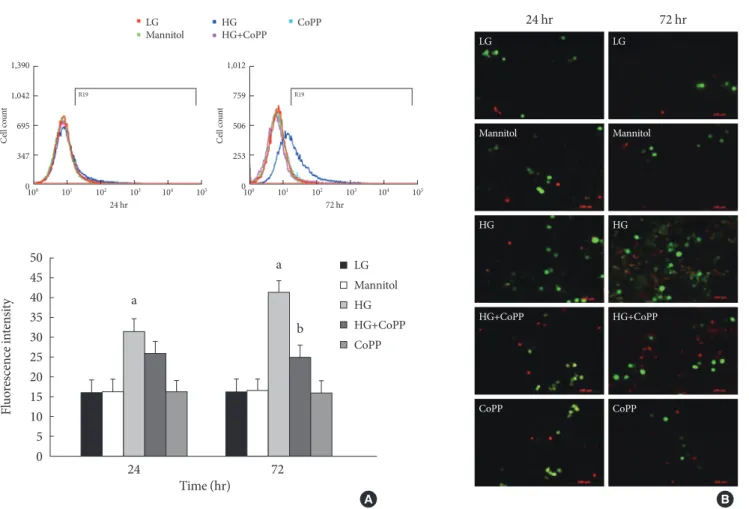 Fig. 6. Intracellular peroxide level in INS-1 cells using flow cytometry. (A) The amount of reactive oxygen species (ROS) was  measured to observe the effect of cobalt protoporphyrin (CoPP)