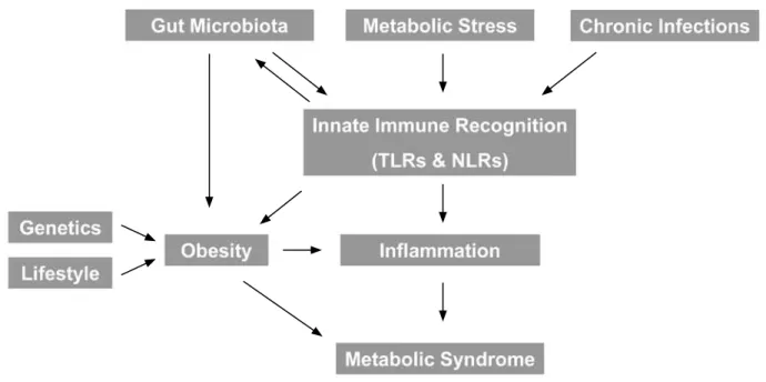 Fig. 1. Integration of various inputs in development of metabolic syndrome. TLRs, Toll-like receptors; NLRs, Nod-like receptors.