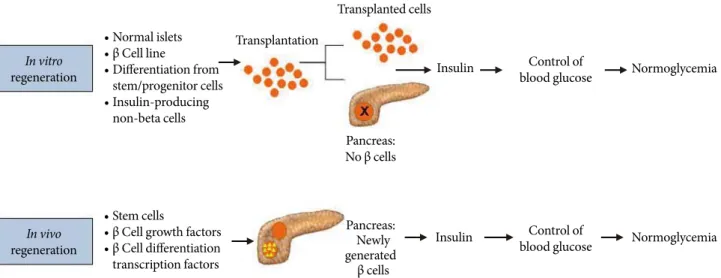 Fig. 1. Possible strategies for beta cell replacement and regeneration therapy. Insulin-producing cells can be restored by transplan- transplan-tation of cells derived from in vitro or in vivo regeneration