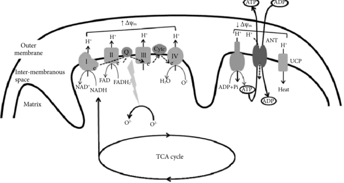Fig. 1.  Mitochondrial electron-transport chain (ETC). Electrons derived from reducing equivalents (NADH and FADH2) are  transported within ETC to molecular oxygen to produce water