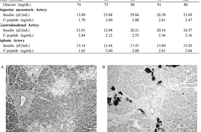 Fig.  3.  Pancreas  pathology.  A.  A  slight  increase  in  endocrine  cell  aggregates  with  nuclear  pleomorphism  randomly  distributed  in  the  pancreas