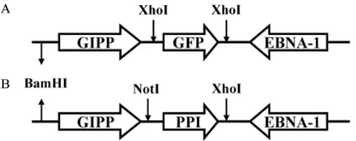 Fig.  1.  Schematic  presentation  of  the  construct  which  is  EBV-based  plasmid  expressing  PPI  or  GFP  transcriptionally  controlled  by  GIP  promoter  (GIPP)