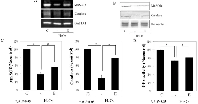Fig.  2.  EGCG  changes  antioxidant  enzymes  expression.  Total  RNA  was  isolated  from  INS-1  cells  incubated  for  24  h  without  (control;  C)  or  with  hydrogen  peroxide  (H 2 O 2 )  and  in  the  presence  of  EGCG  (E)