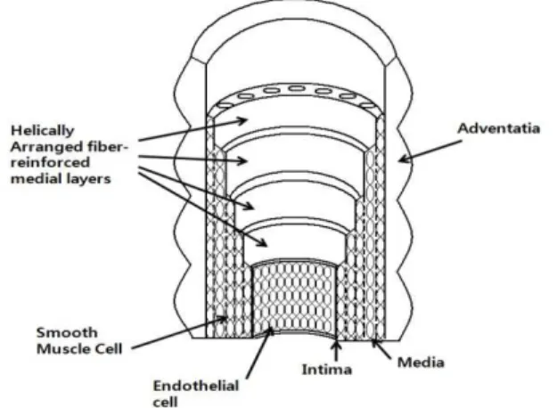 Fig. 1 Diagrammatic model of the major components of a healthy elastic artery composed of three layers : Intima, Media, Adventitia