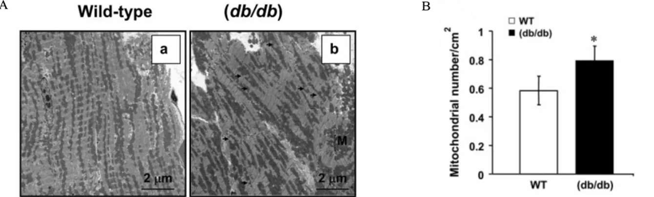 Fig.  2.  Increased  cardiac  mitochondrial  proliferation  in  db/db  mice.  A.  Representative  electron  micrographs  from  wild-type  (a)  and  db/db  (b)  hearts