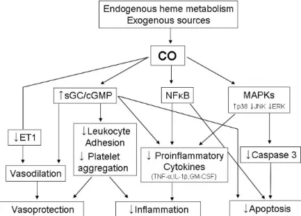 Fig. 3. Summary of the mechanism of CO's protection.