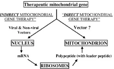 Fig.  1.  Schematic  illustration  of  the  two  principal  strategies  for  mitochondrial  gene  therapy.