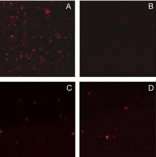 Fig.  3.  Cell  free  assay  with  isolated  mitochondria.  Mitochondria  were  isolated  from  A7R5  cells