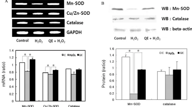 Fig.  3.   The  effects  of  quercetin  (QE)  on  H 2 O 2 -induced  cell  damage  in  INS-1  cells