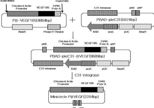 Fig.  1.   Production  of  minicircle  pβVEGF.  A,  L-(+)-arabinose  (Sigma)  was  added  on  E.coli  DH5a  transformed  with  pBAD-pieC31-βVEGF  plamid  and  the  additional  incubation  for  the  integration  of  DNAs  at  30℃ by  times;  B,  The  minici