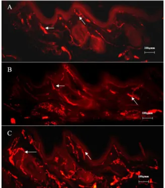 Fig.  7.   Morphological  changes  of  dermal  and  epidermal  blood  vessels  according  to  the  management  in  the  experimental  animals  shown  by  endothelial  cell  antibody  RECA-1  immunostaining
