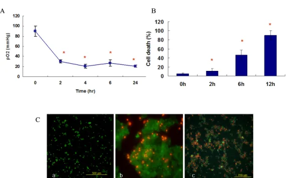 Fig.  1.  (A)  Under  hypoxic  condition,  oxygen  concentration  in  culture  media  dropped  to    20  mmHg  within  2  hr