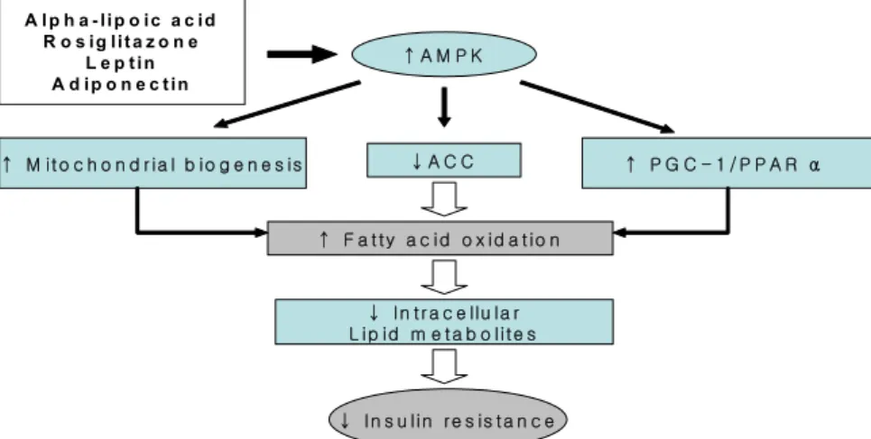 Fig.  2.  AMPK  in  fatty  acid  oxidation  and  insulin  resistance. 