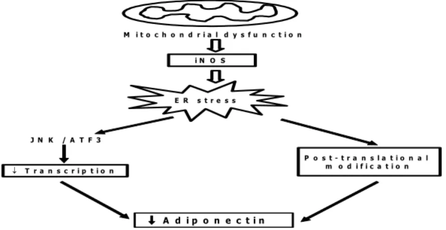 Fig.  3.  Schematic  model  of  the  mechanism  by  which  adiponectin  synthesis  is  reduced  in  obesity