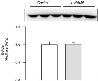 Fig. 2. Expression of -actin in the submandibular gland. Legends β as in Fig. 1. Mean±SEM of 6 rats each.