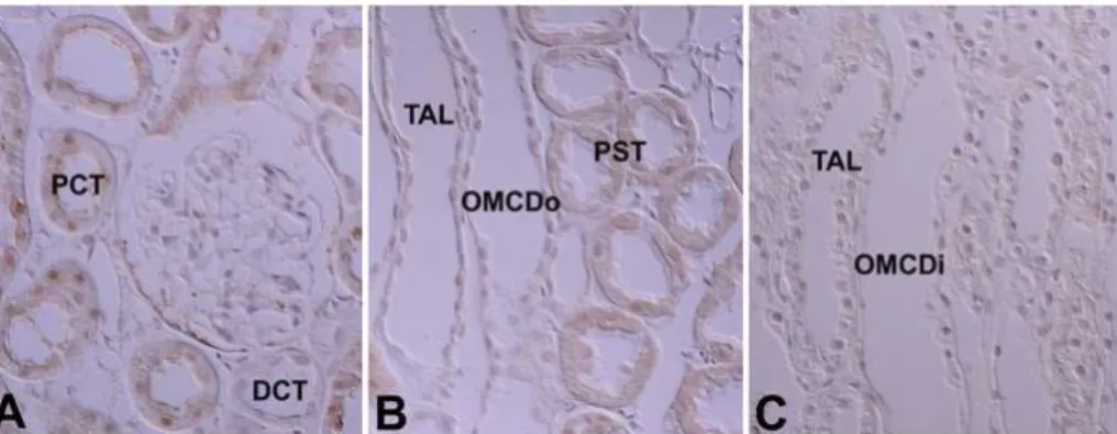 Fig. 7. Light micrographs of wax sections illustrating immunostaining for protein kinase C γ (PKC ) in adult rat kidneys