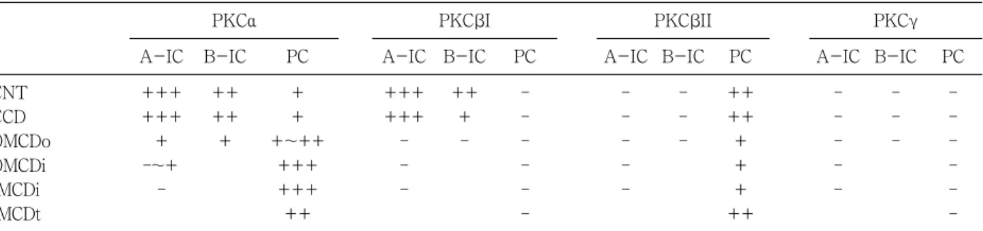 Fig. 1. Differential interference contrast (DIC) micrographs of wax sections illustrating immunostaining for protein kinase C α PKC )( α in the cortical labyrinth (A), medullary ray (B), initial part of the inner medulla (C), and the terminal part of the i