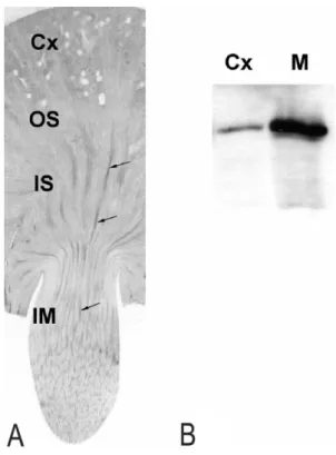 Fig.  1.  Strong  eNOS  immunoreactivity  is  present  in  the  vascular  bundles  (arrows)  in  the  inner  stripe  of  outer  medulla  (IS)  and  inner  medulla  (IM)  (A)