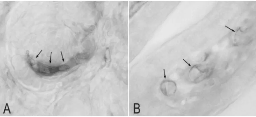 Fig.  2.  Light  micrographs  of  50-µm-thick  vibratome  sections  from  a  3-day-old rat kidney illustrating immunostaining for eNOS