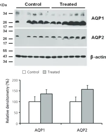 Figure 2 shows the results of immunoblot analysis for 
