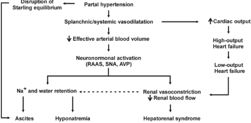 Fig.  1.  Pathogenesis  of  renal  dysfunction  in  chronic  liver  disease.  RAAS,  renin-angiotensin-  aldosterone  system;  SNS,  sympathetic  nervous  system;  AVP,  arginine  vasopressin.