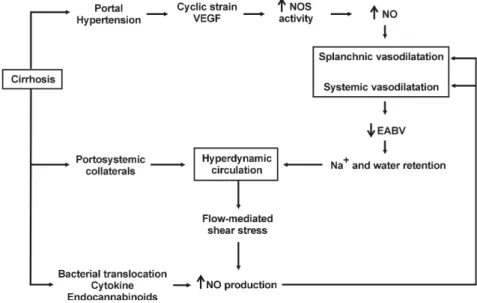 Fig.  2.  Pathogenesis  of  hyperdynamic  circulation  in  cirrhosis.  VEGF,  vascular  endothelial  growth  factor;  NOS,  nitric  oxide  synthase;  NO,  nitric  oxide;  EABV,  effective  arterial  blood  volume