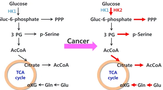 Fig. 5. Summary of changes in the metabolic characteristics of cancer cells. Red arrows indicate increased activity of various metabolic  pathways in cancer