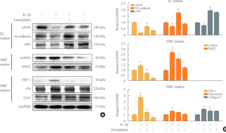 Fig. 1. Gemigliptin significantly but not completely suppressed the interleukin-1β (IL-1β)-induced smooth muscle cell (SMC) markers and  mesenchymal stem cell (MSC) markers, reversed endothelial cell (EC) markers