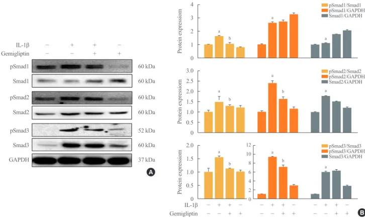 Fig. 3. Gemigliptin inhibits interleukin-1β (IL-1β)-induced the Smad-dependent pathway