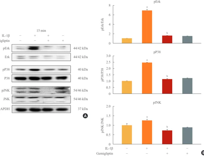 Fig. 4. Gemigliptin inhibits interleukin-1β (IL-1β)-induced the non-Smad bone morphogenetic protein pathway