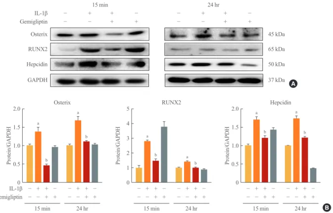 Fig. 5. Gemigliptin inhibits interleukin-1β (IL-1β)-induced osteogenic-specific transcription factor