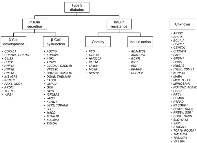 Fig. 1. Classification of 83 genetic loci according to their suggested roles in the pathogenesis of type 2 diabetes