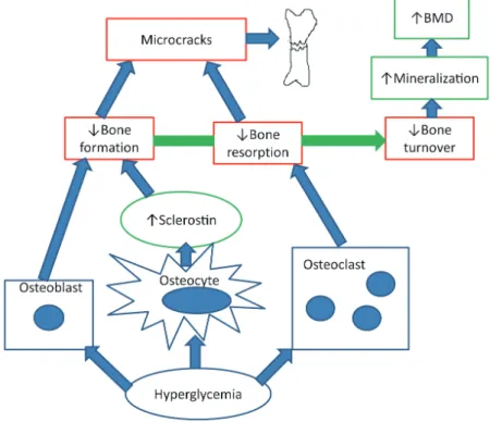 Fig. 1. The hypothesis of osteocyte dysfunction and hypermineralization. Hyperglycemia decreases bone resorption by inhibiting the osteo- osteo-clast and decreases bone formation directly by inhibiting the osteoblast and indirectly by increasing sclerostin