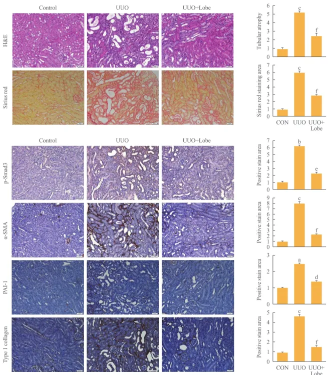 Fig. 1. Effects of lobeglitazone on unilateral ureteral obstruction (UUO)-induced renopathological changes