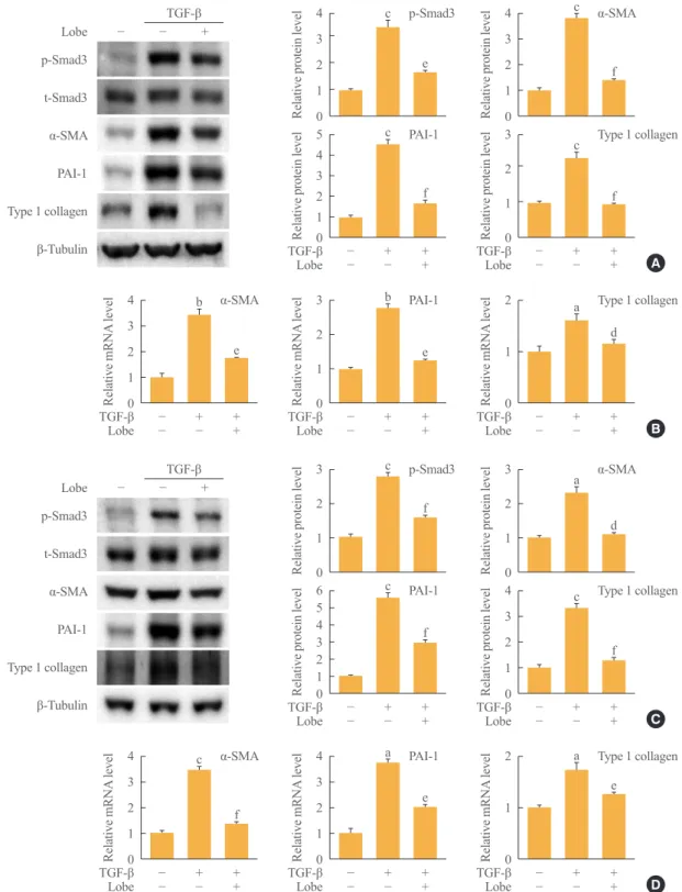 Fig. 3. Effects of lobeglitazone (Lobe) on transforming growth factor β (TGF-β)-induced profibrotic gene expression in cultured kidney cell  lines