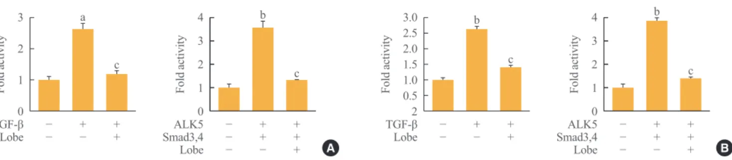 Fig. 4. Effects of lobeglitazone (Lobe) on the transforming growth factor β (TGF-β)/Smad3 signaling pathway in kidney cell lines