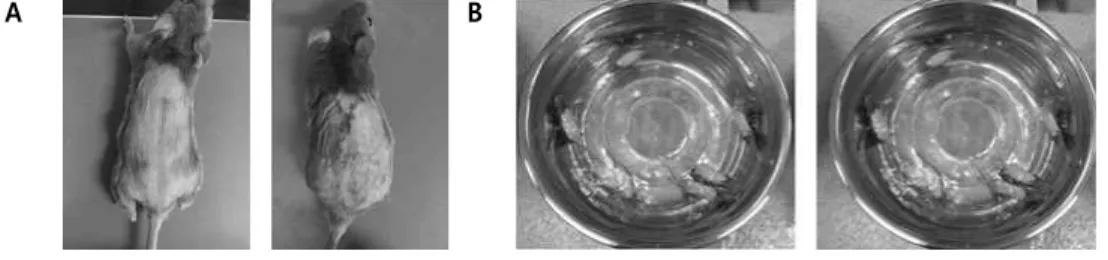 Fig.  1.  DNCB-induced  NC/Nga  mice(A),  bathing  of  DNCB-induced  NC/Nga  mice(B).