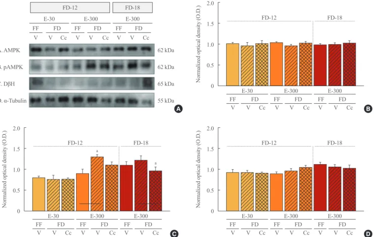 Fig. 5. Effects of caudal fourth ventricular compound C (Cc) administration on hindbrain A2 nerve cell 5’-monophosphate-activated protein  kinase (AMPK), phosphorylated AMPK (pAMPK), and dopamine-β-hydroxylase (DβH) protein responses to 12 hours of food de