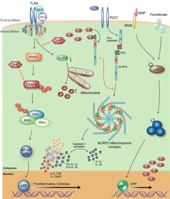 Fig. 1. Roles of the orphan nuclear receptor small heterodimer partner (SHP) in the toll-like receptor 4 (TLR4)-mediated inflammatory  response and NLRP3 (NACHT, LRR and PYD domains-containing protein 3) inflammasome activity