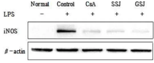 Fig.  4.  Effect  of  SSJ  and  GSJ  on  iNOS  expression in activated Raw 264.7 cells