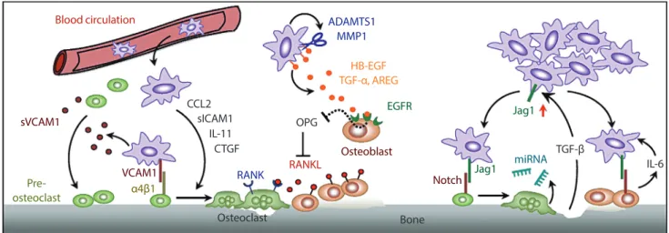 Fig. 1. Tumor-stromal interactions in bone metastasis. Key pathways uncovered by our lab are highlighted, including: (1) vascular cell  adhesion molecule 1 (VCAM1) activated osteolytic expansion of indolent bone micrometastasis (left); (2) osteolytic parac