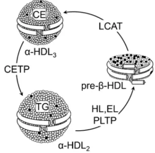 Fig. 1. High-density lipoprotein (HDL) metabolism. HDL are a  heterogeneous lipoprotein family and plasma interconversion  within different subclasses is due to action of various enzymes
