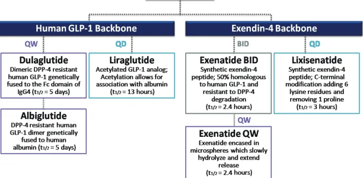 Fig. 2. Classification of currently available glucagon-like peptide-1 receptor agonists (GLP-1 RAs) by structure and duration of action
