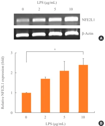 Fig. 1. The effect of lipopolysaccharide (LPS) on nuclear fac- fac-tor-E2-related factor 1 (NFE2L1) mRNA expression in  MC3T3-E1 cells