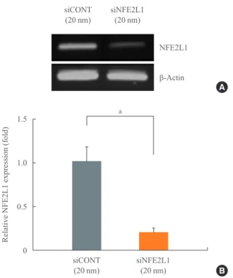Fig. 3. Measurement of reactive oxygen species (ROS) with  H2DCF-DA in MC3T3-E1 cells