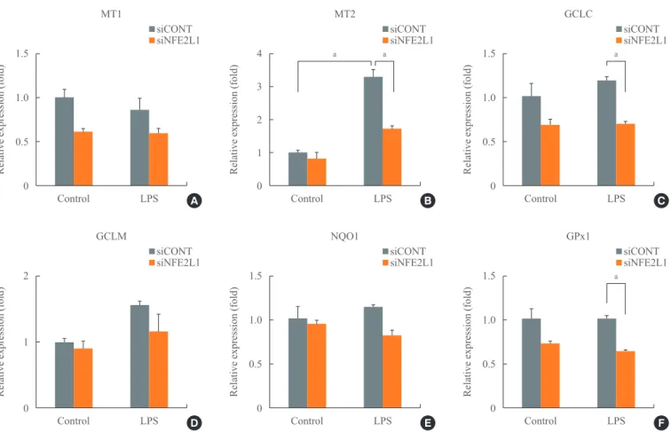 Fig. 4. The effect of nuclear factor-E2-related factor 1 (NFE2L1) knockdown on antioxidant gene mRNA expression in lipopolysaccha- lipopolysaccha-ride (LPS) treated cells