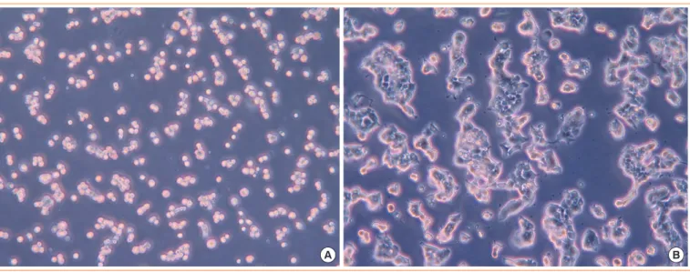 Fig. 2. Morphology in the co-culture at (A) 2 hours and (B) 48 hours, as observed using an optical microscope (×200).