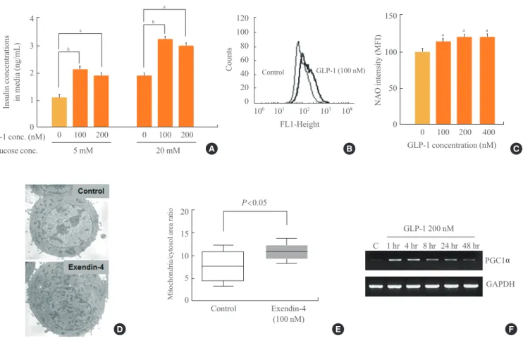 Fig. 2. Glucagon-like peptide-1 (GLP-1) increases mitochondria membrane potential (A, n=6) and cellular oxygen consumption rate (B,  n=4)