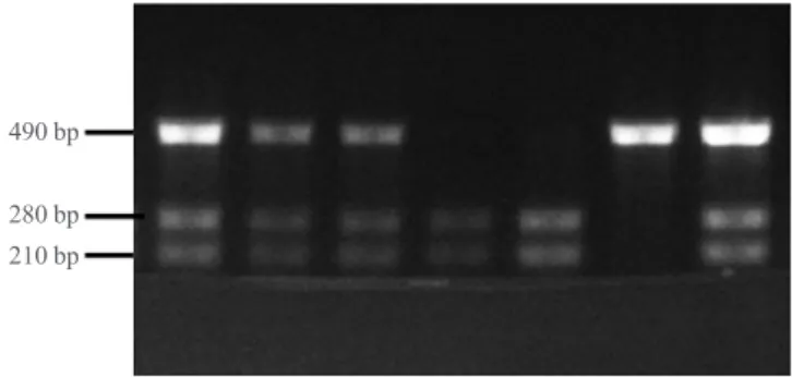 Fig. 1. BsmI and ApaI sites.