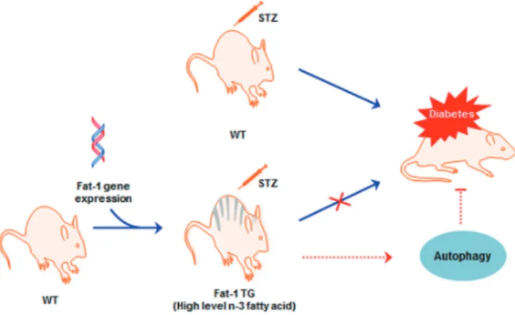 Fig. 1. Schematic Illustration of the hypothesis in this experi- experi-ments. STZ, streptozotocin; WT, wild-type; TG, transgenic.